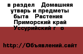  в раздел : Домашняя утварь и предметы быта » Растения . Приморский край,Уссурийский г. о. 